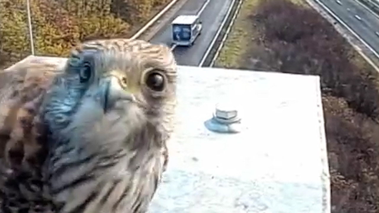 bird security camera