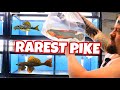 UNBOXING TROPICAL FISH from BRAZIL some Amazing PLECOS AND THE RAREST PIKE IN THE WORLD