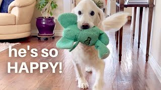 English Cream Golden Retriever Gives the Happiest Greetings