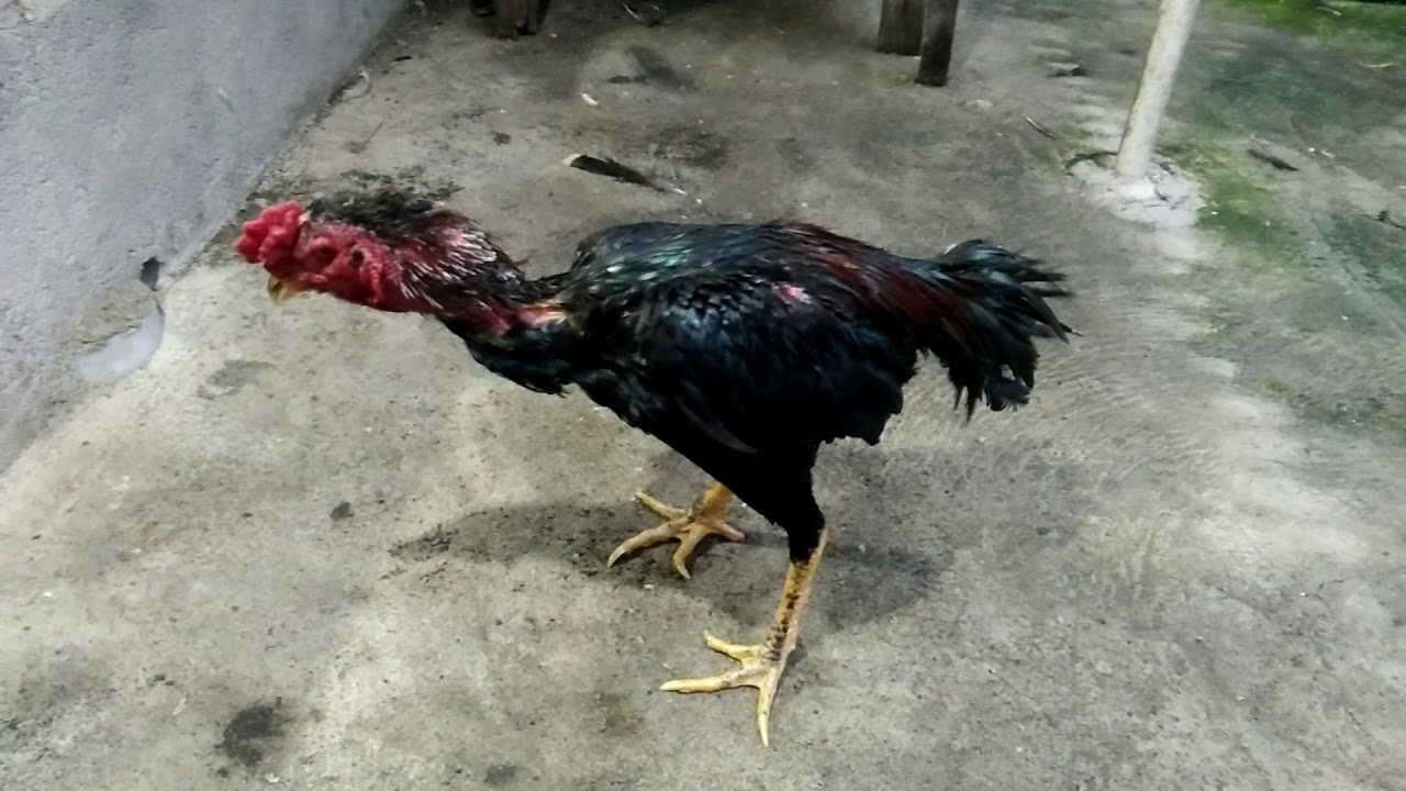 Ayam Bangkok Jantan Sementara Mabung 