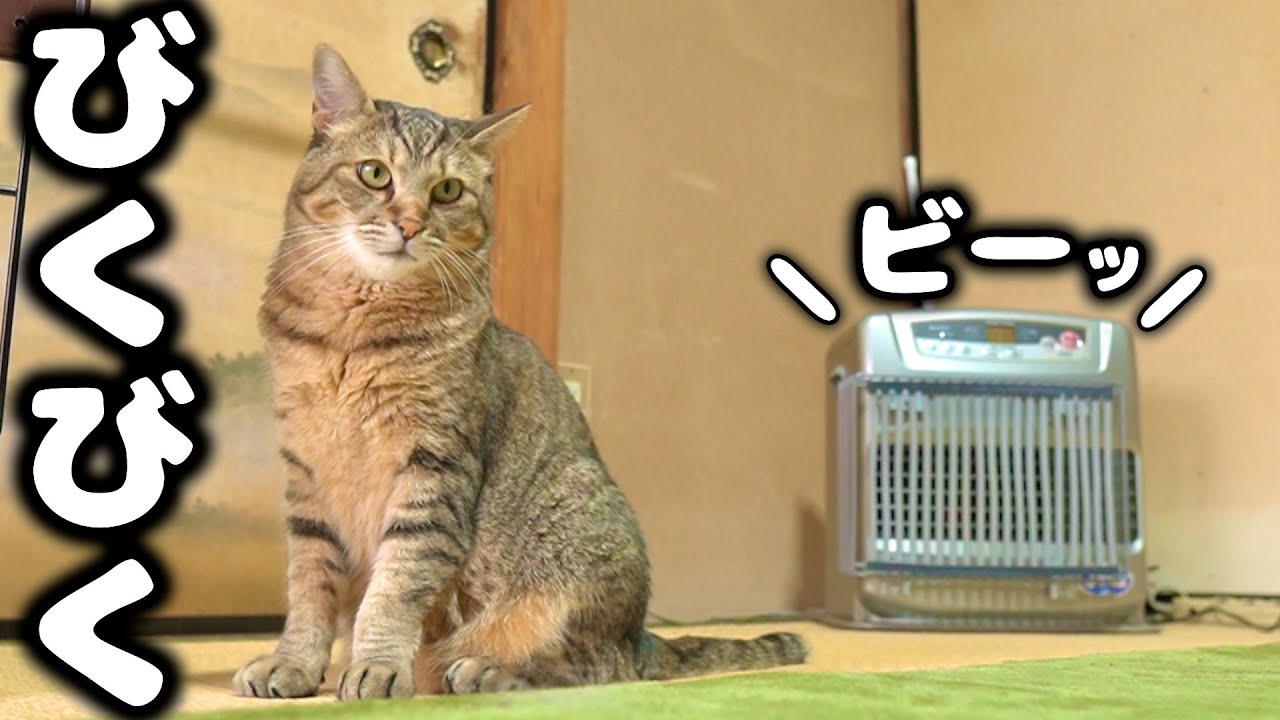 5ヶ月ぶりに元野良猫の前でヒーター点けたら面白い映像が撮れました