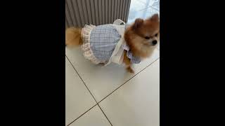 Call Maya to get up #buddypet #pets #petshub #shorts #doglove