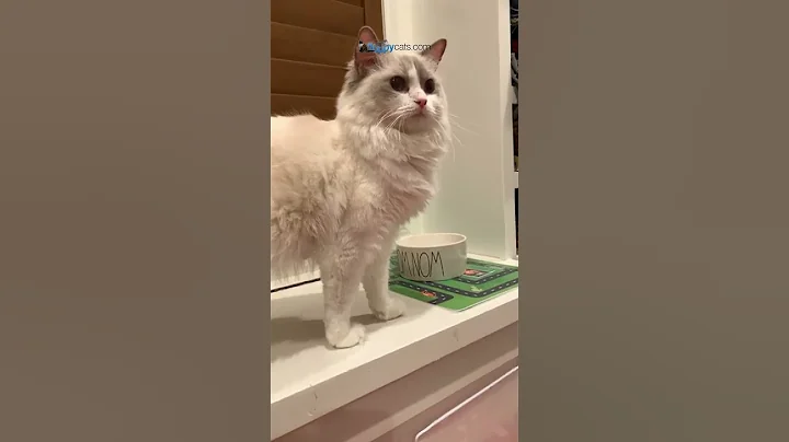 Video 5618491: cutecat happy, cute kitten