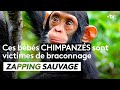Ces bébés chimpanzés sont victimes de braconnage - ZAPPING SAUVAGE