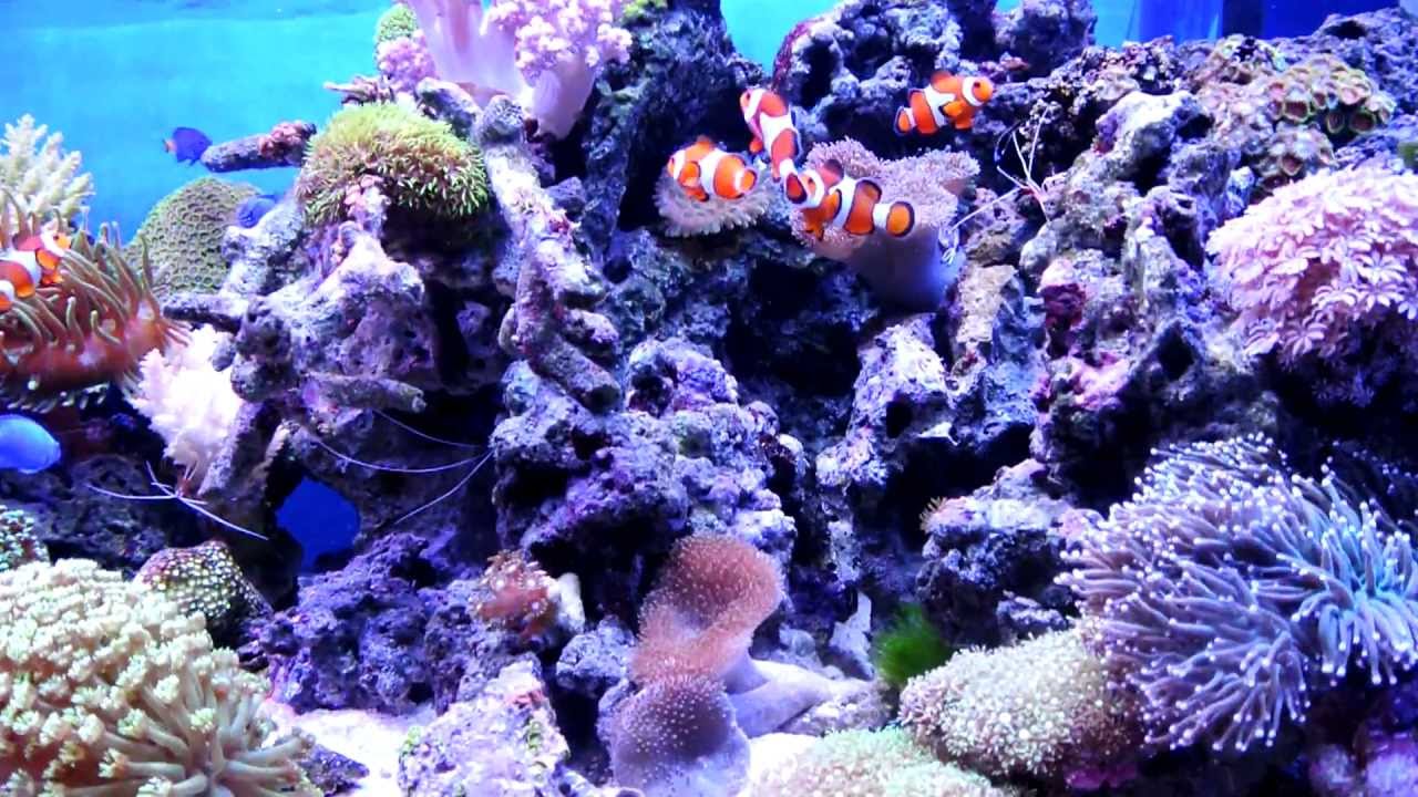 奥行６０ｃｍの臨場感たっぷり海水魚サンゴ水槽マリンキープ Youtube