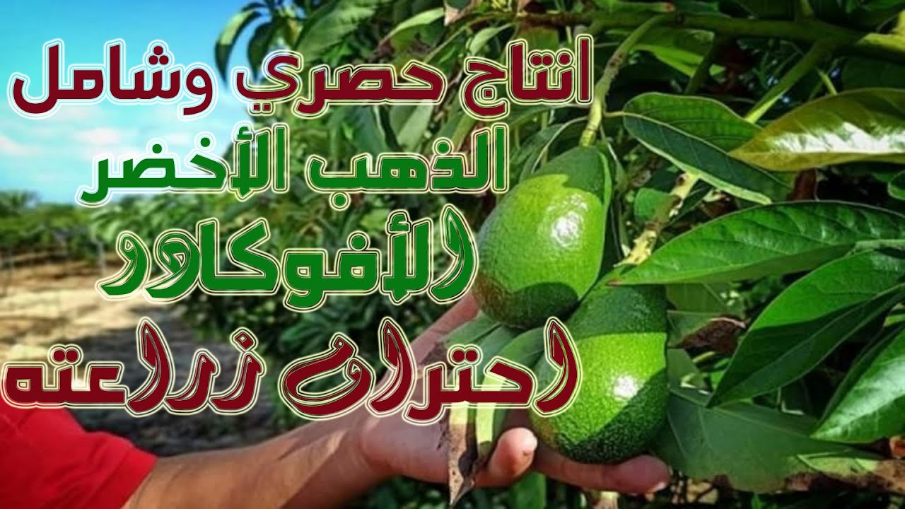رحلة  احتراف  زراعة  الأفوكادو من اليوم الأول للزراعة  لغاية قطف الثمار