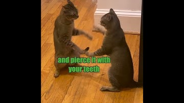 Two Funny Cats Play Cattynip #shorts