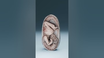 They Found a Dinosaur Embryo Inside This Egg…