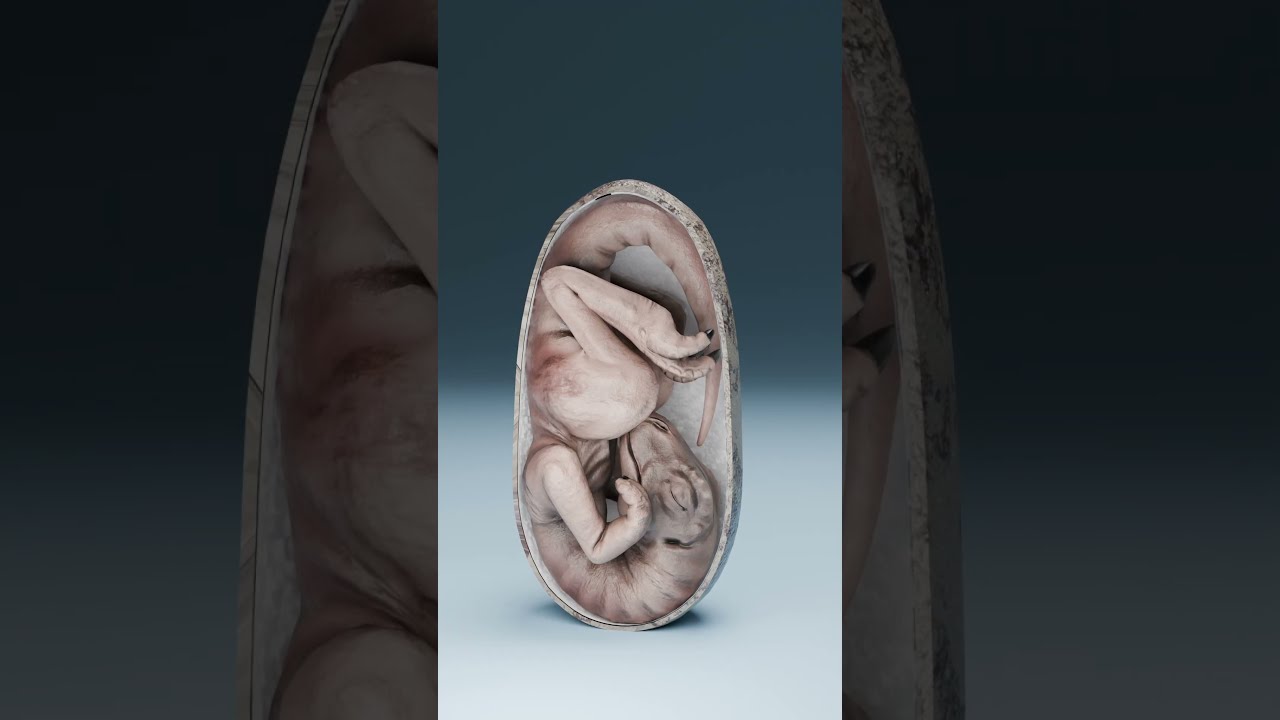 They Found A Dinosaur Embryo Inside This Egg 