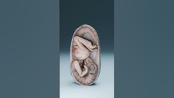They Found a Dinosaur Embryo Inside This Egg…
