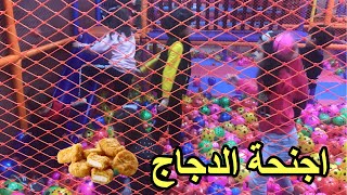 تجربة اجنحة الدجاج وزيارة مقبرة الانجليز - شوفو شو صار | عالم بافي