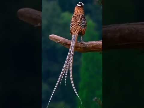 the royal pheasant