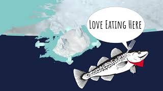 Why Buy Icelandic Fish