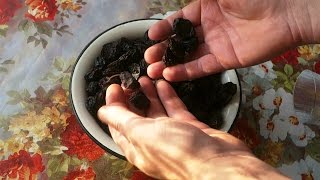 Как Сделать Чернослив и Сок на Дому Как Сделать Чернослив и Сок на Дому