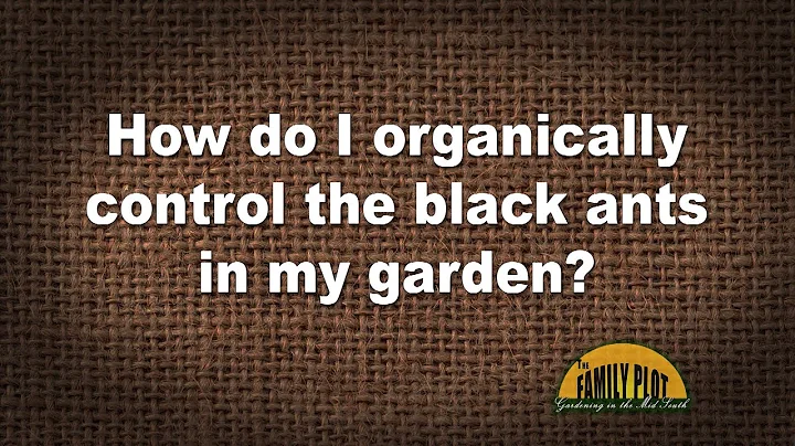 Q&A  How do I organically control the black ants in my garden?