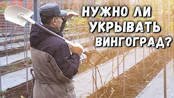 Нужно ли укрывать виноград? 🌨☀
