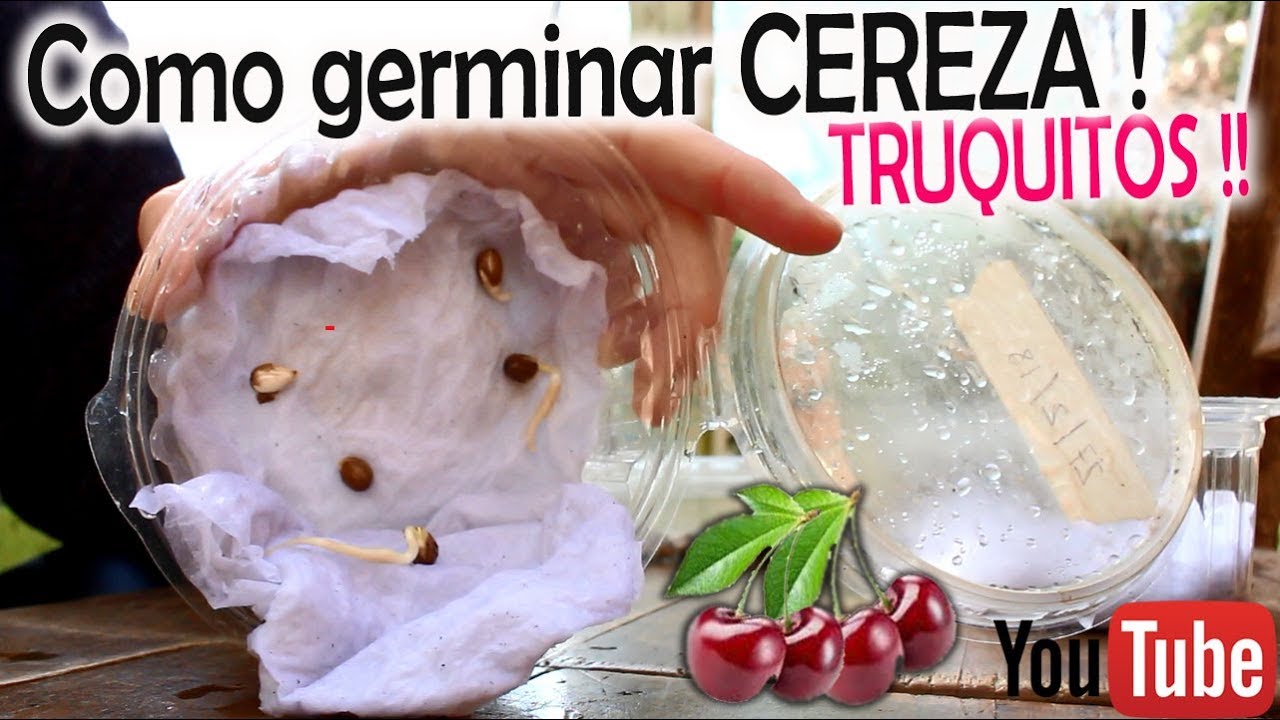 Cuanto tarda en germinar una semilla