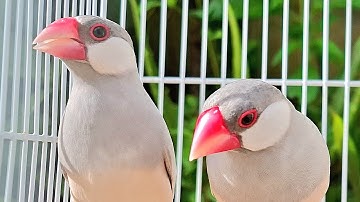 Java sparrow singing sound: a mate of java sparrows sing love song together in their area. So sweet.