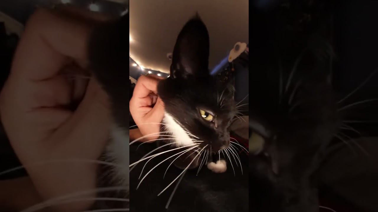 @kenlinnn: Мэй — принцесса Gmod 