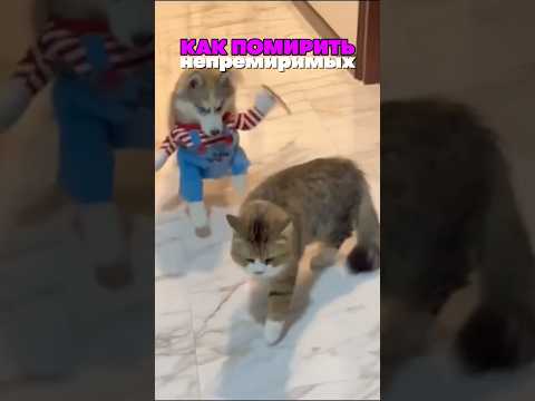 Как помирить собаку