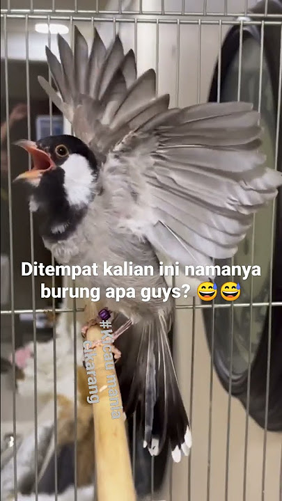 kutilang x glatik 😅😅 #glatik #kutilang #kutilangbetina #kutilangpikatsupergacor #glatikgacor