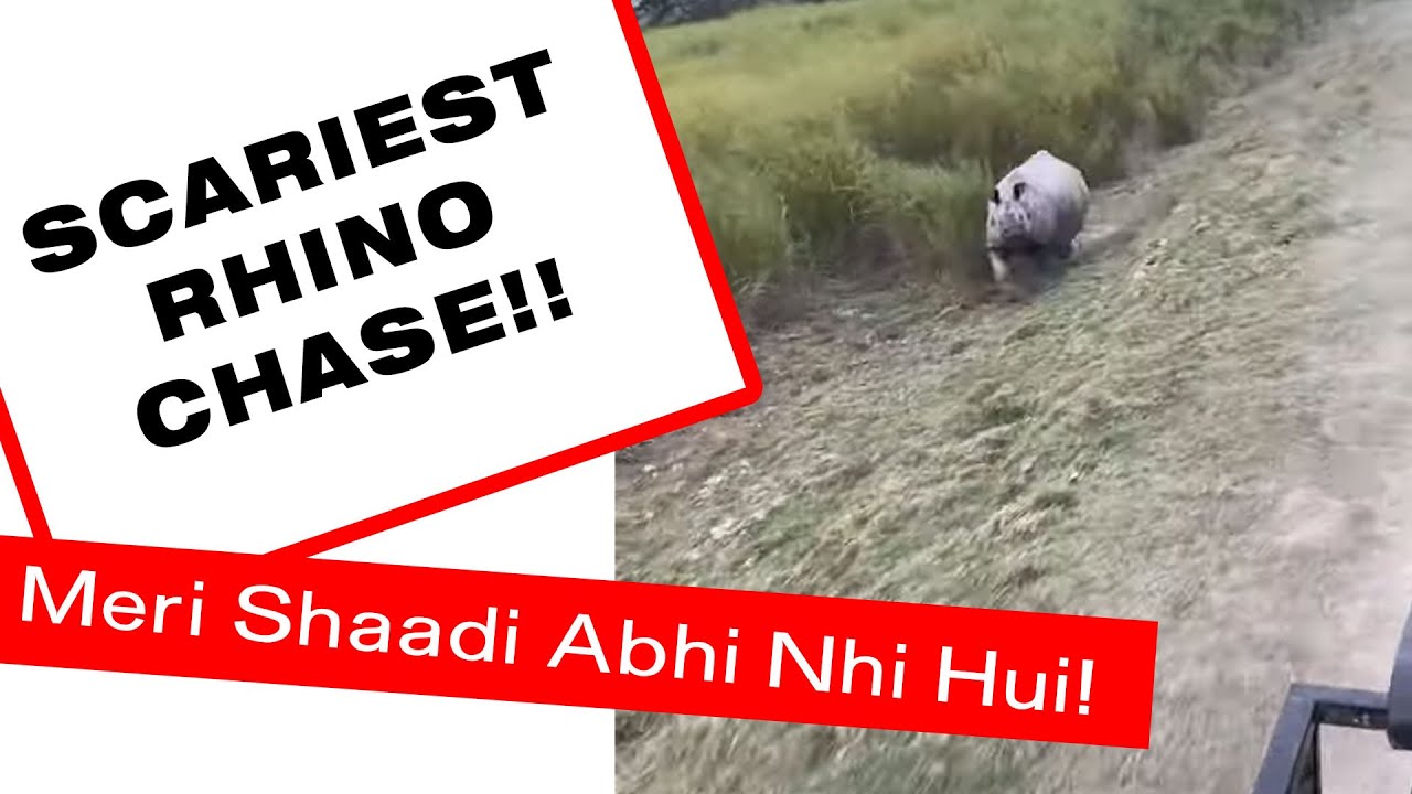 One Horned Rhino chasing our Safari Jeep at kaziranga national park