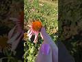 🦋 Late October Surprise: Monarchs Still Dancing on Our Coneflowers! 🌼 #tnnursery #monarchbutterfly