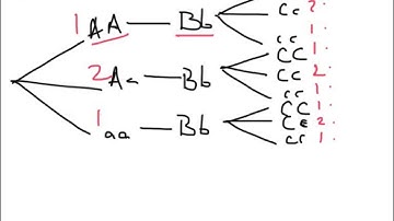 Using branch diagrams