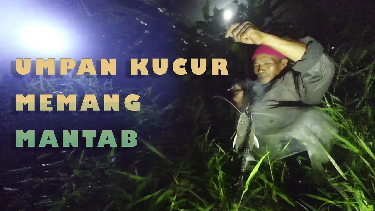 Mancing Baung Malam Hari Umpan Kucur memang mantab Strike Baung Besar