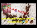 #tinggi #membasni                       CARA MEMBASMI TINGGI ATAU KUTU BUSUK DENGAN CARA AMPUH