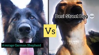 “Average German Shepherd” Vs “Desi Street Dog” (Jump challenge)