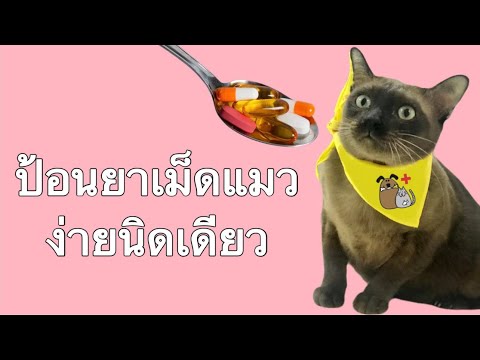 วิธีป้อนยาเม็ดน้องแมวแบบง่ายๆ