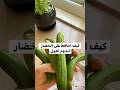 ليش اخزن هذه الخضار هيك ليش اخزن هذه الخضار هيك