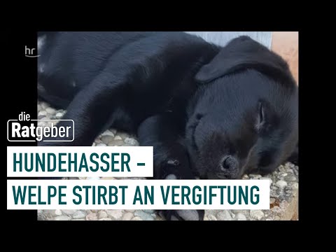 Video: Nachtschattenvergiftung bei Hunden