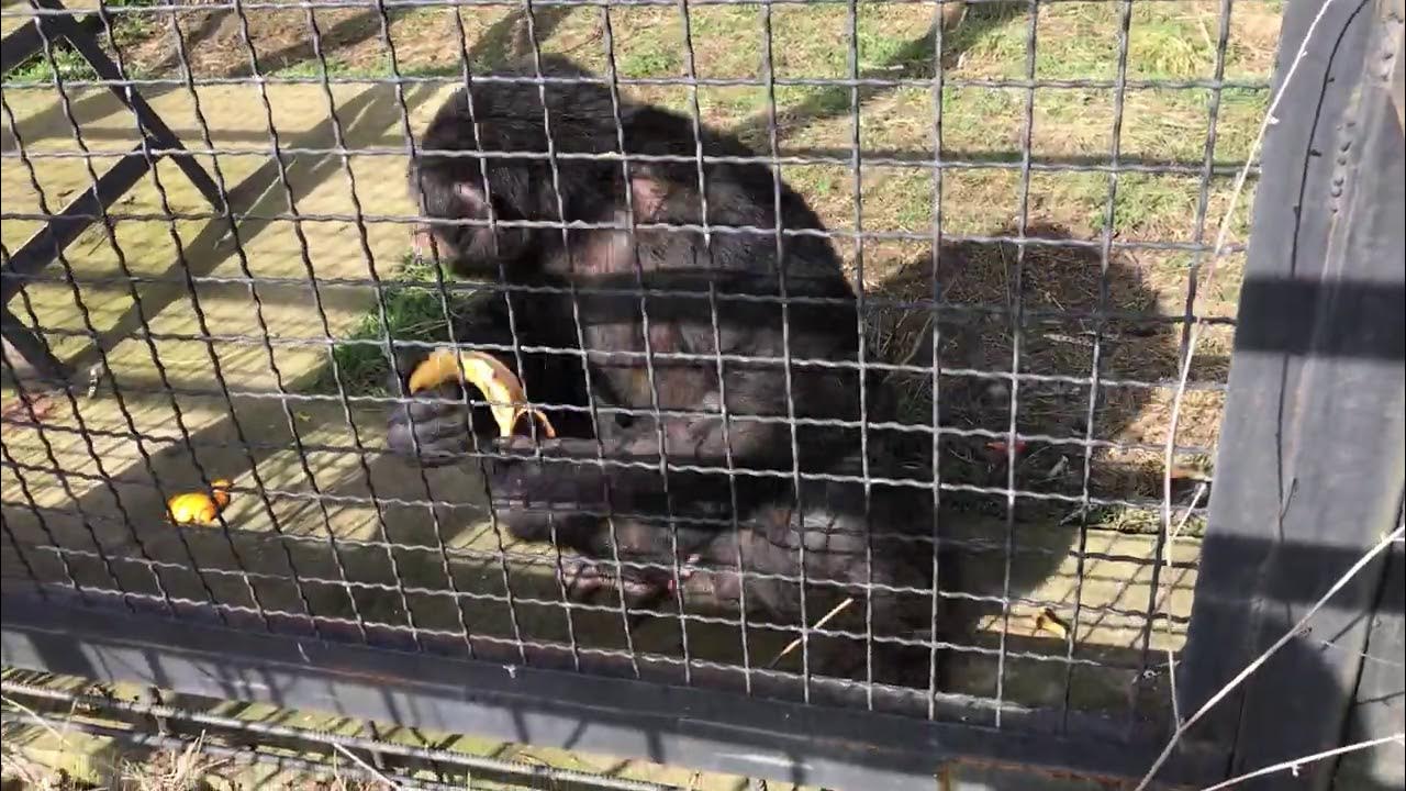 There a chimp at the circus. There a chimp at the circus