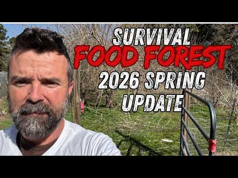 Survival Food Forest 🌳 Update Spring 2026 #food401k #foodforest #growyourownfood