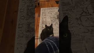 Gabriel, the cat is hypnotized by this rhythm. 🐾🤍🐈‍⬛️🙏🏼#short #cat #cutecat #blackcat