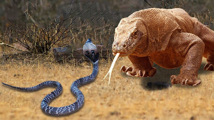 Fantastisk King Cobra Fight Lizard Dragon Komodo Hunting Snake Vs Lizard The Reptiles Of Desert