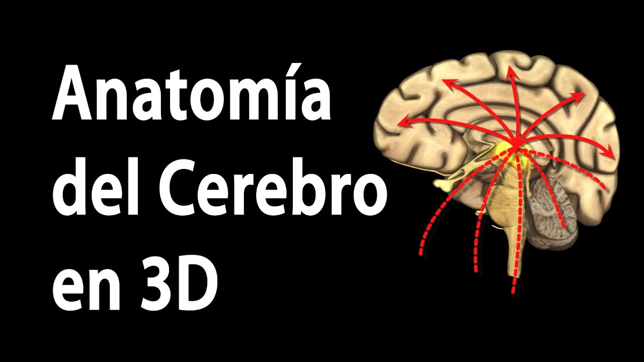 Anatomía del Cerebro en 3D, Animación. Alila Medical Media Español. -  YouTube