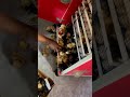 Jinsi Ya Kutoa Vifaranga Kwenye Mashine Incubator Na Kuwa Pakia Kwenye Mabox Kwa Ajili Ya Kuuza Jinsi Ya Kutoa Vifaranga Kwenye Mashine Incubator Na Kuwa Pakia Kwenye Mabox Kwa Ajili Ya Kuuza