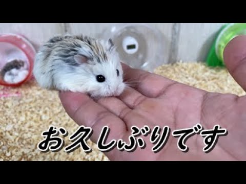 ハムスター 久しぶりの投稿になります 本日は女の子部屋 Roborovski Hamster Youtube