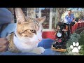 Ride the Backyard Rails with Marley the Railroad Cat!