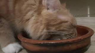 Maine Coon and Bobtail enjoy eating! #mainecoon #asmrcateating #asmrcat #cateating by Maine Coon Cookie 22 views 2 years ago 2 minutes, 23 seconds