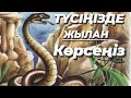 МҰСЫЛМАНША ТҮС ЖОРУ .ТҮСІҢІЗДЕ ЖЫЛАН КӨРСЕҢІЗ...