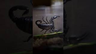 Heterometrus petersi vertical  scorpion 🦂  - Вертикальный скорпион🤭