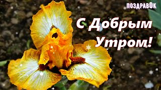 С Добрым Летним Утром! Красивое Пожелание Доброго Утра! Доброе Утро!