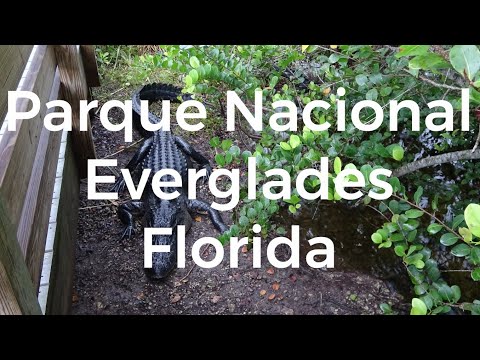 Vídeo: O Parque Nacional Everglades é Tão Bonito Quanto Expansivo