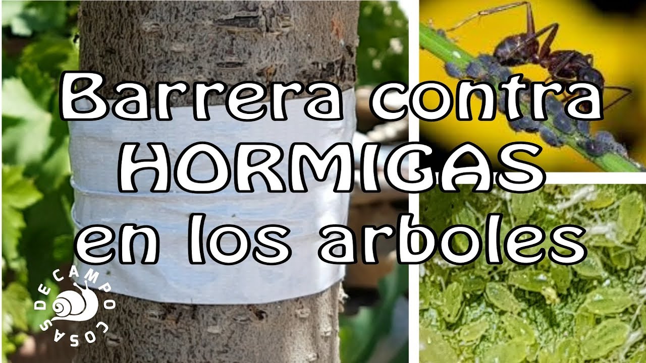 Details 50 como evitar que las hormigas suban a los árboles