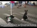 Phoenix Arizona Dog obedience Classes/Sit Means Sit Phoenix Arizona Dog obedience Classes/Sit Means Sit