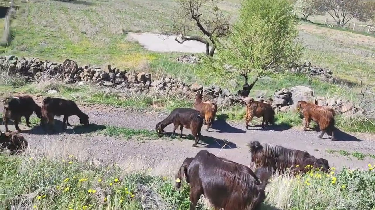 Halep Keçi Yetiştiriciliği | Yayılım Günlükleri 46